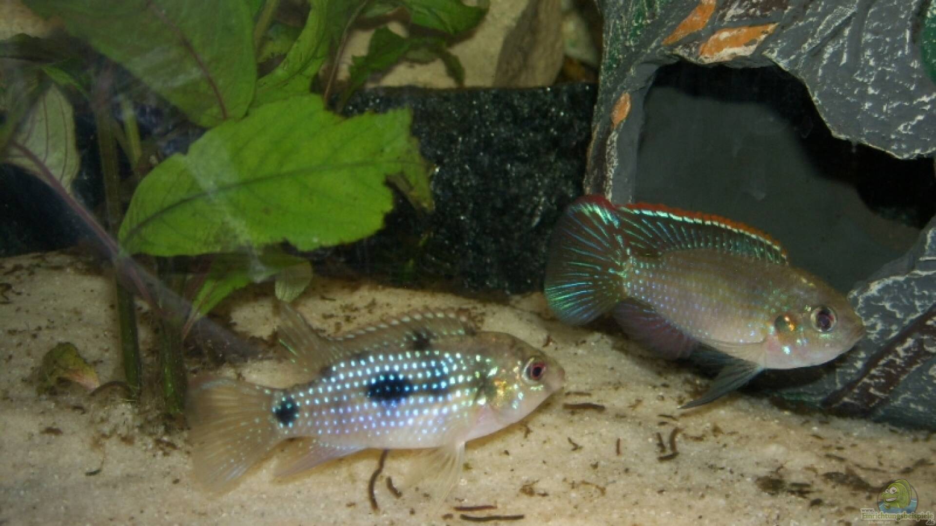 Anomalochromis thomasi Alle wichtigen Infos