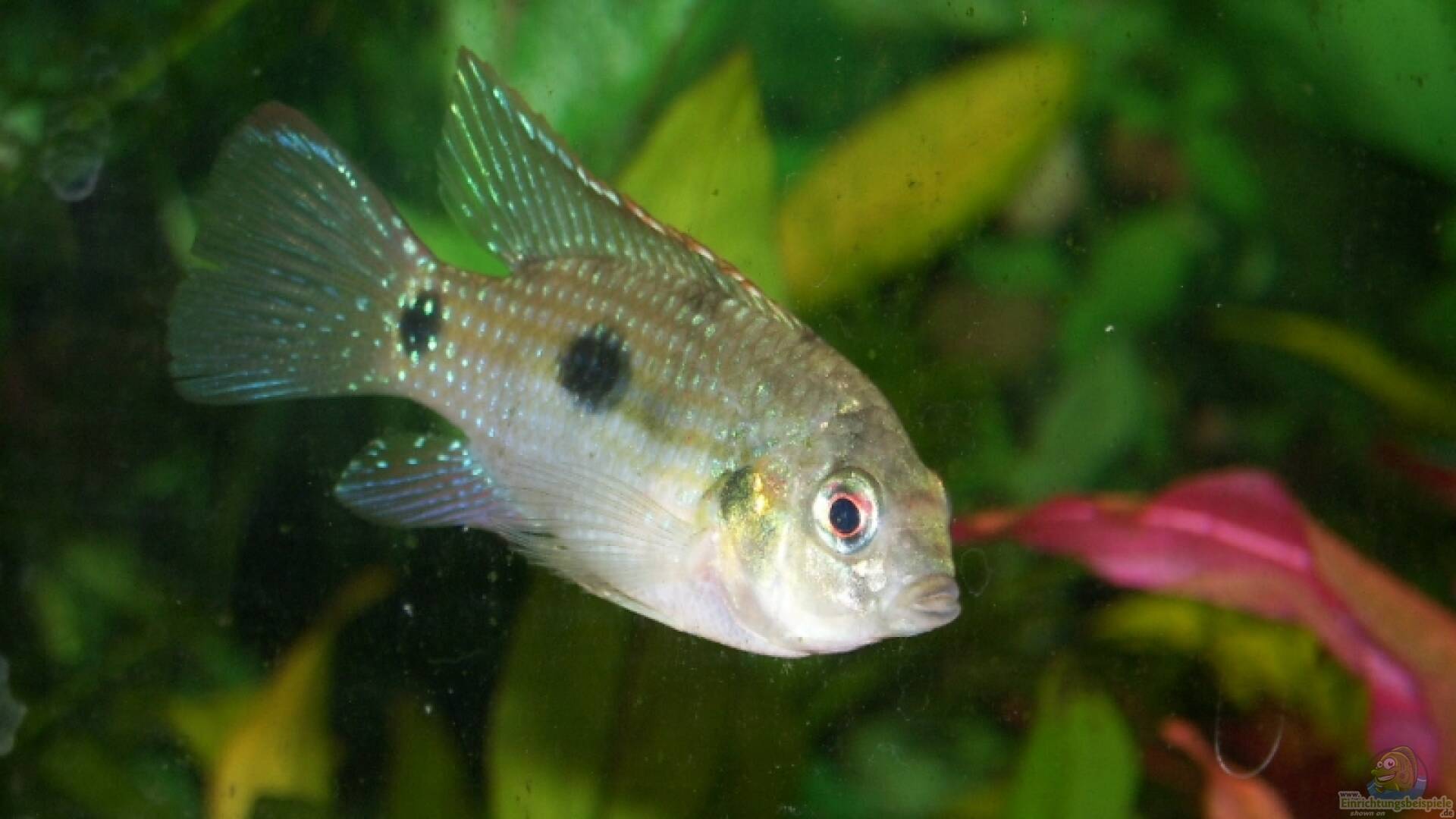 Anomalochromis thomasi Alle wichtigen Infos