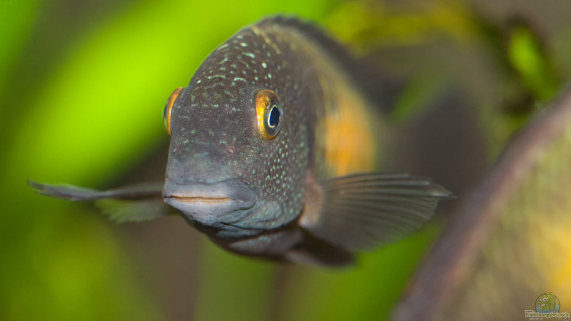 TropheusArten Alle wichtigen Infos