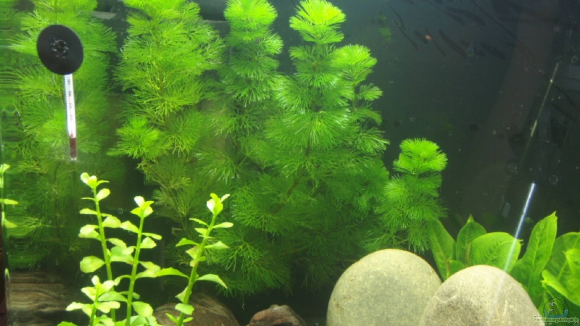 Cabomba caroliniana Grüne Haarnixe Alle Infos