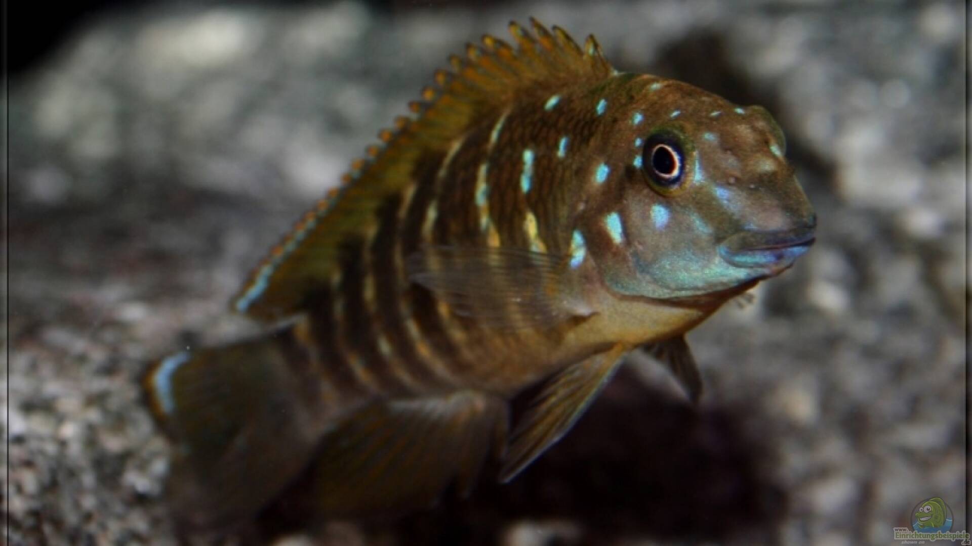 Eretmodus cyanostictus Gestreifter Grundelbuntbarsch