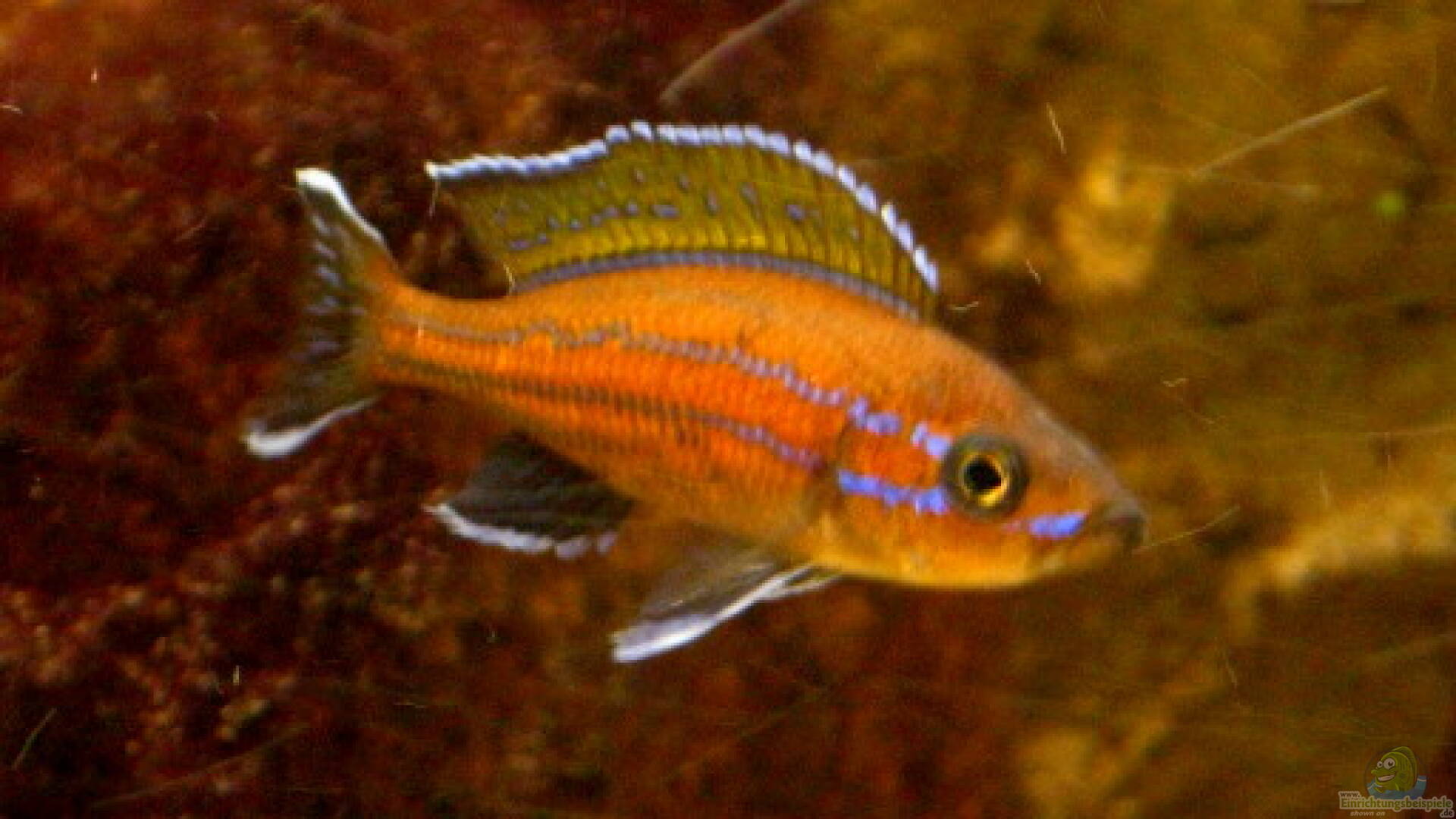 Paracyprichromis nigripinnis NeonKärpflingscichlide