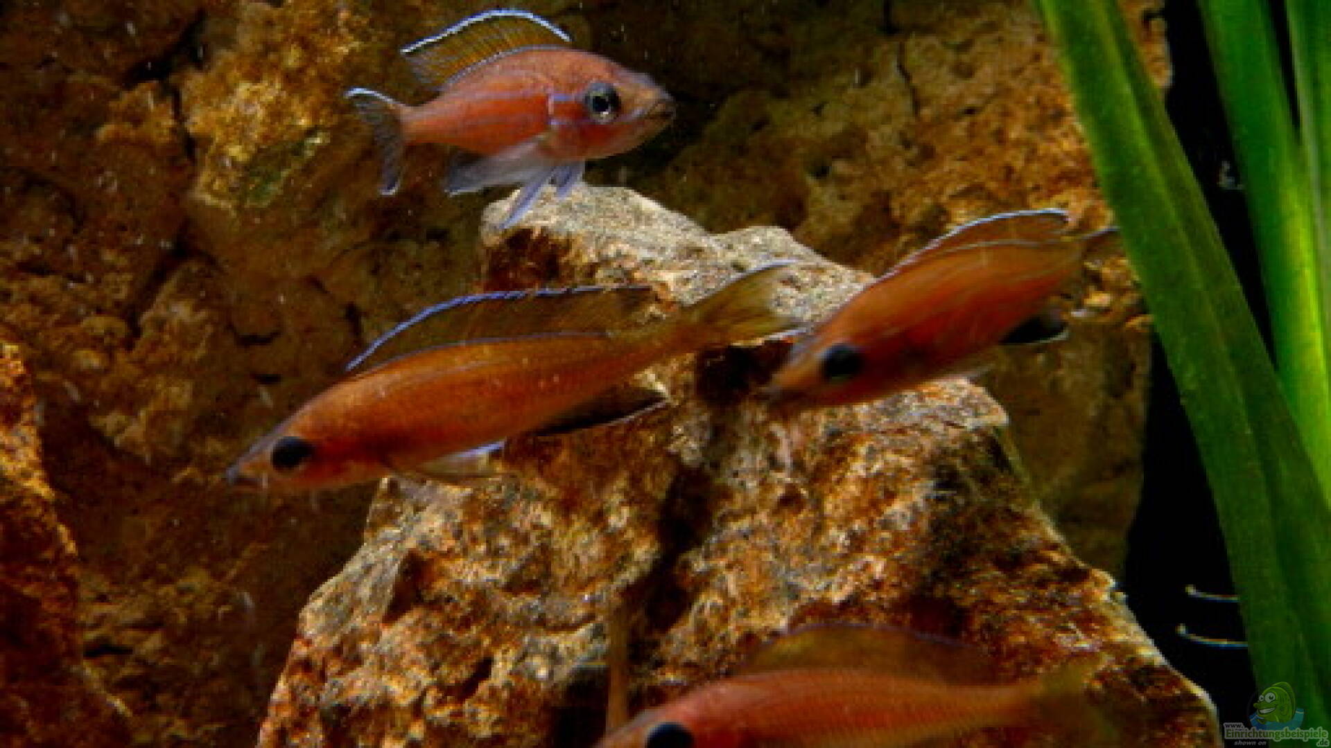 Paracyprichromis nigripinnis NeonKärpflingscichlide