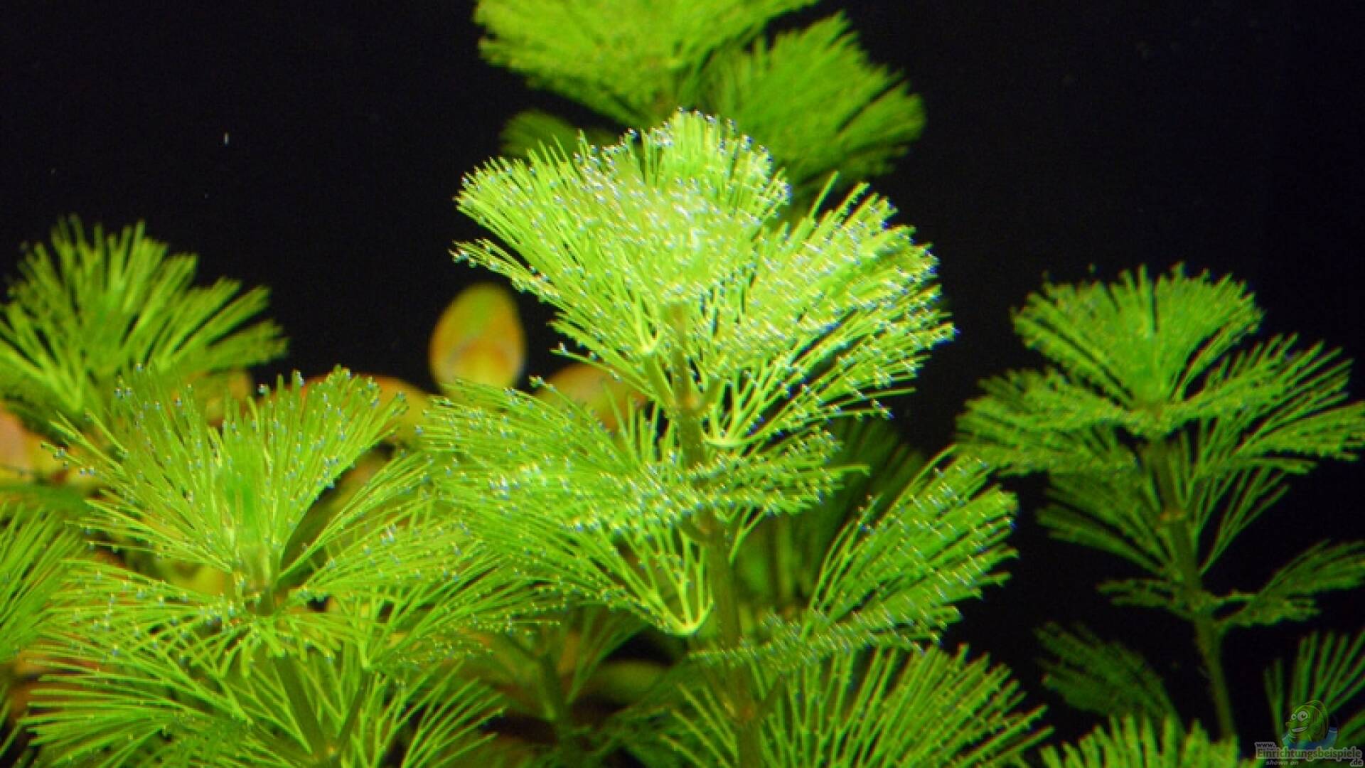 Cabomba caroliniana Grüne Haarnixe Alle Infos