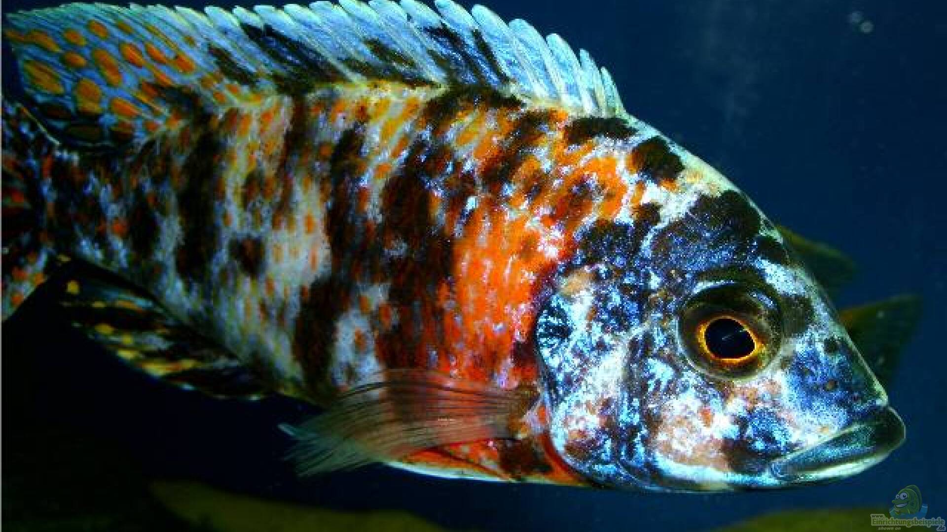 Aulonocara marmelade cat Alle wichtigen Infos