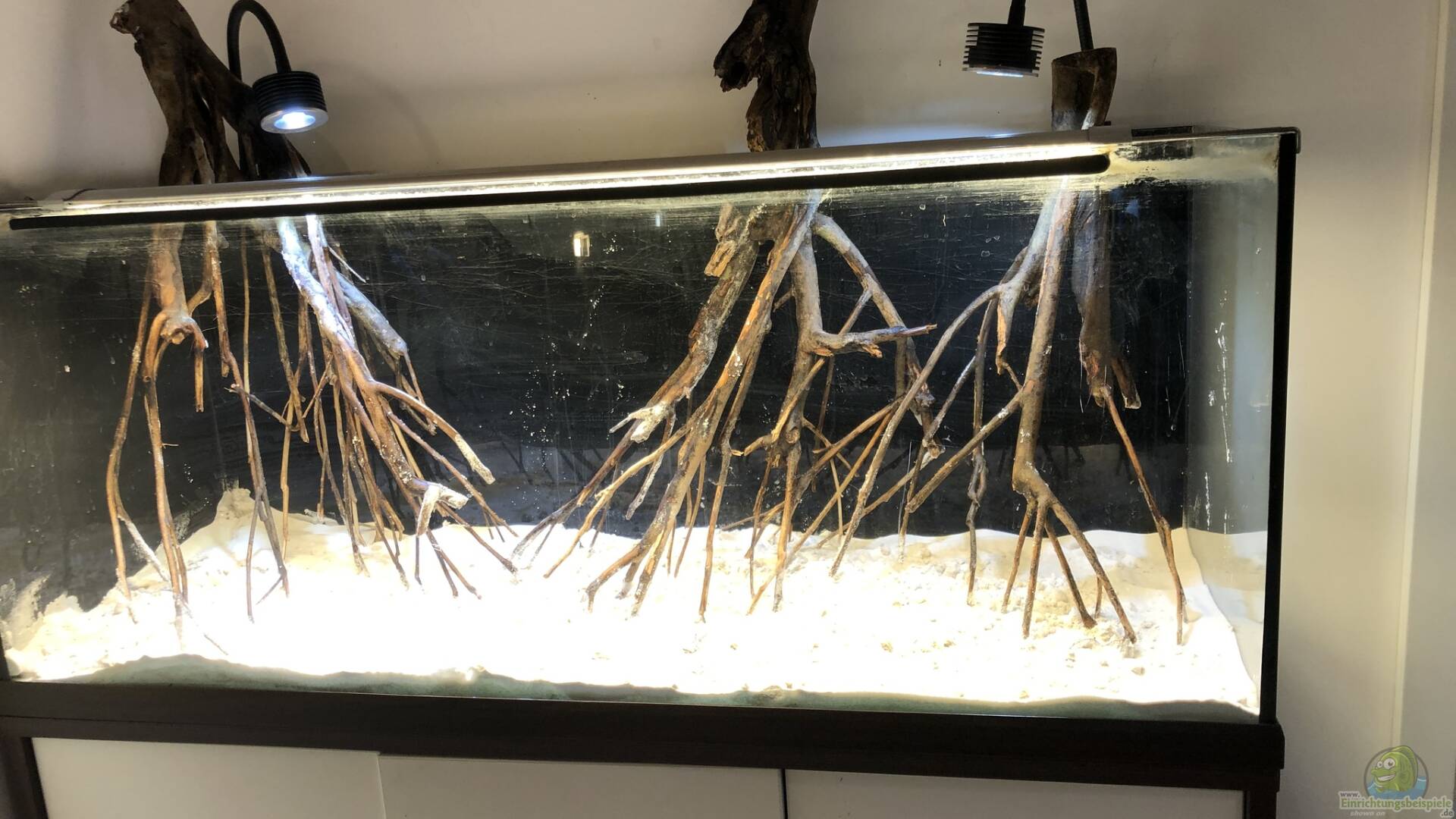 Talawa Wood Talawa Holz Alle wichtigen Infos