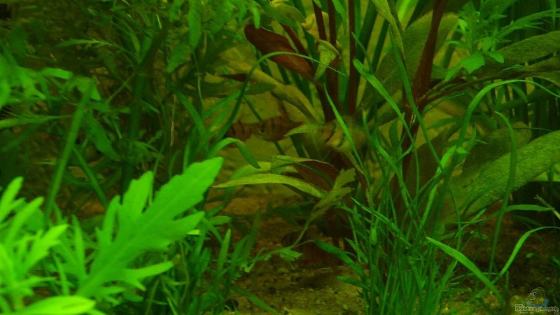 Bärbling Barbe Alle wichtigen Infos