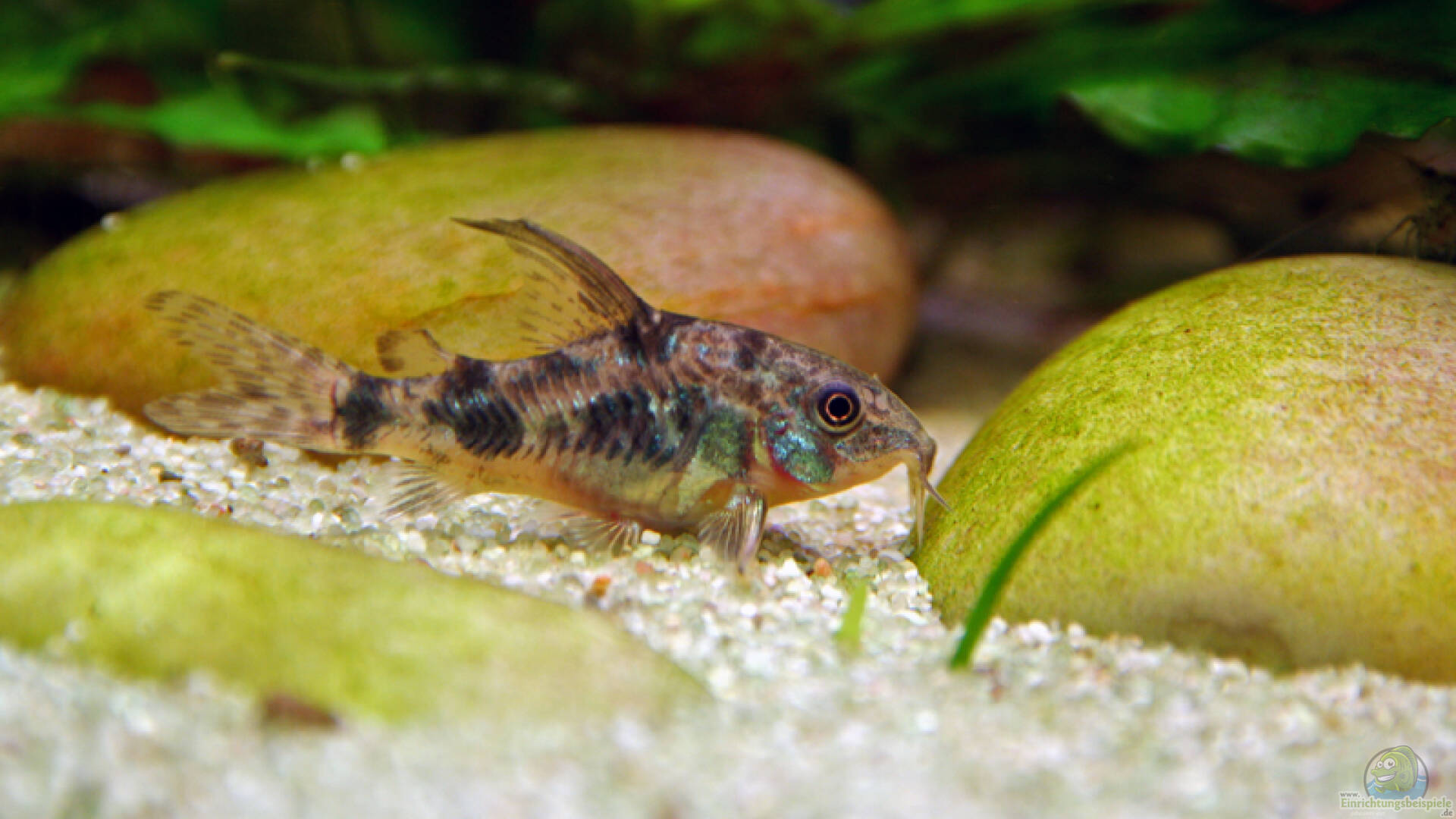 Corydoras paleatus Marmorierter Panzerwels