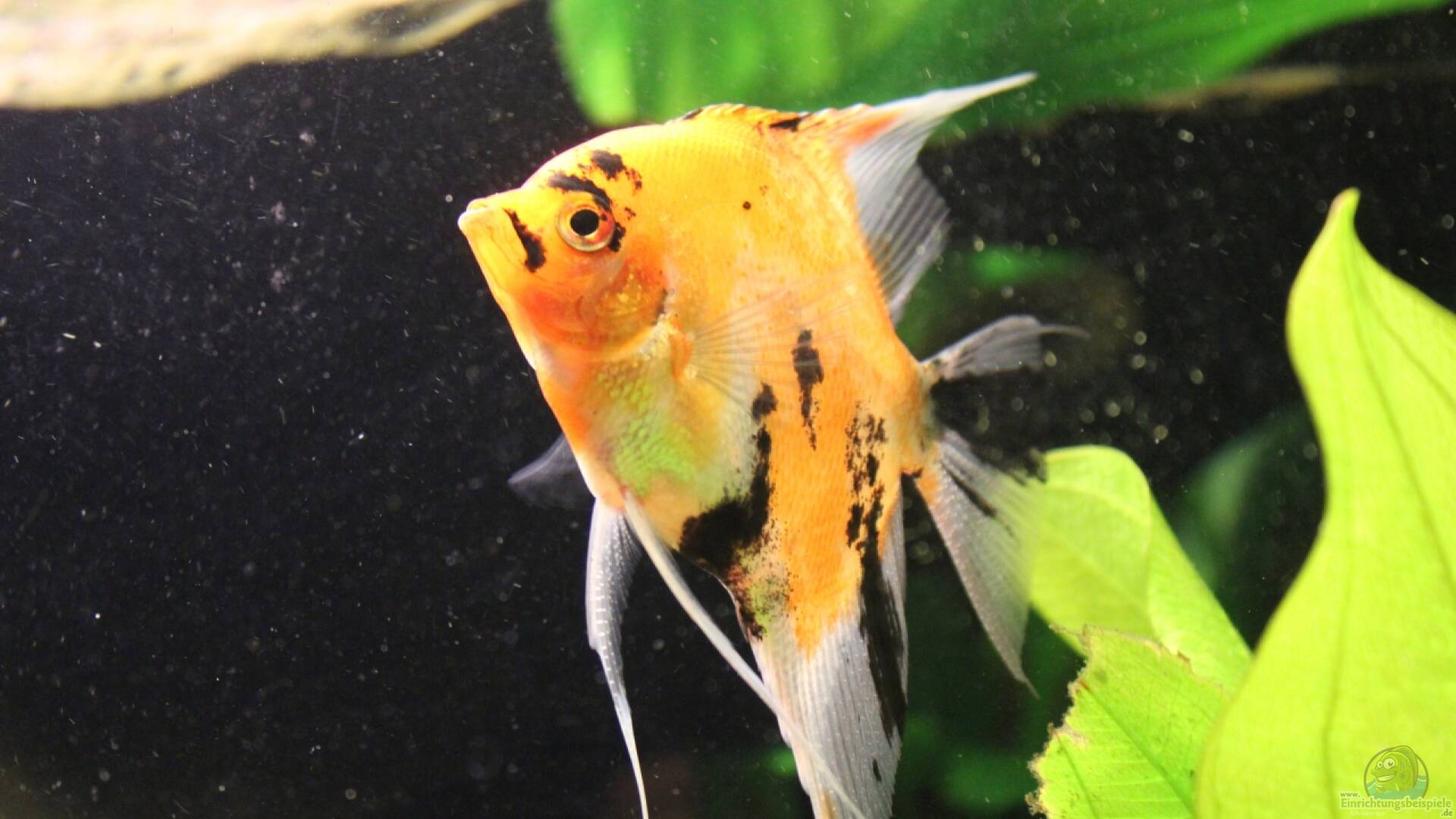 Welche Fische Passen Zu Skalaren Im Aquarium Skalar - Segelflosser: Alle wichtigen Infos