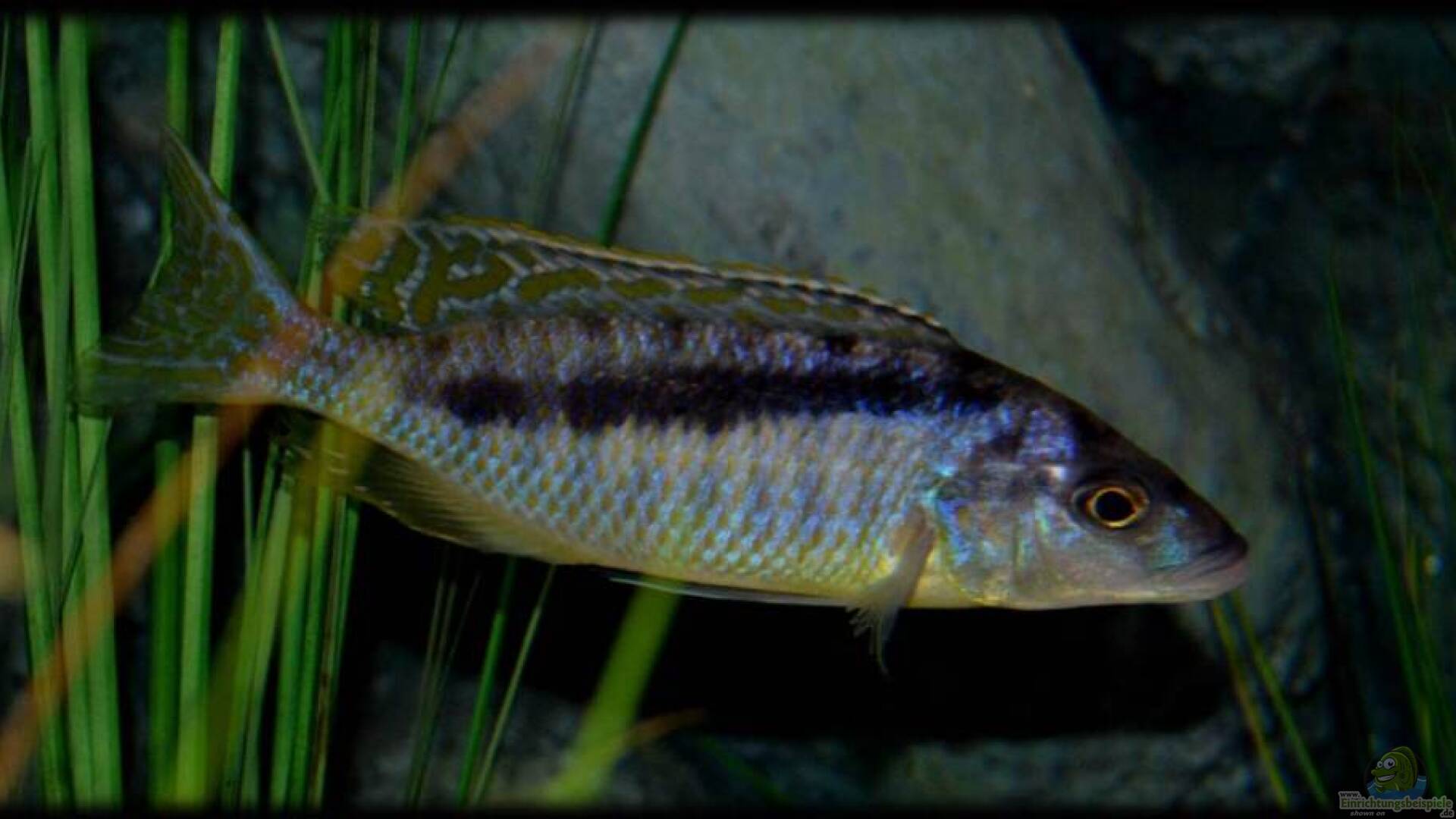 Mylochromis gracilis Alle wichtigen Infos