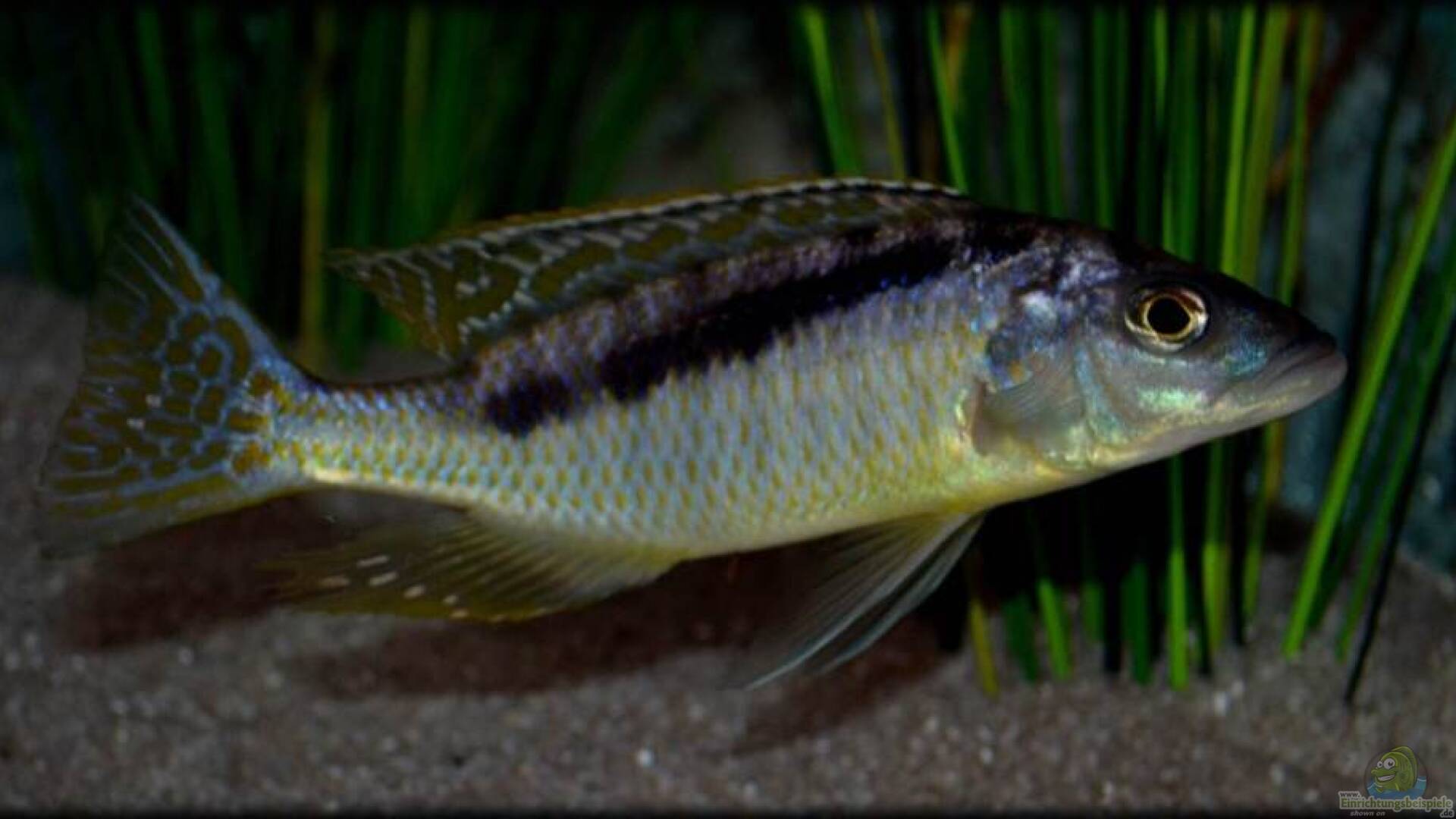 Mylochromis gracilis Alle wichtigen Infos