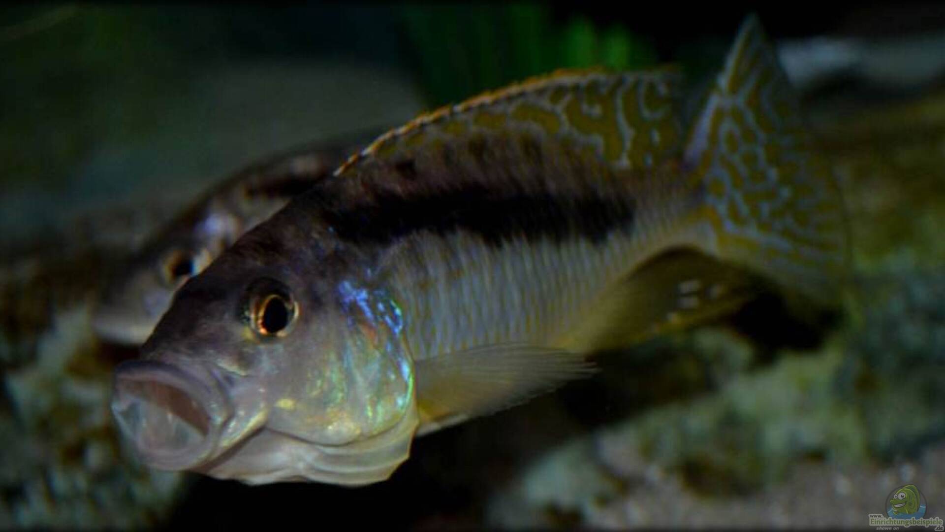 Mylochromis gracilis Alle wichtigen Infos