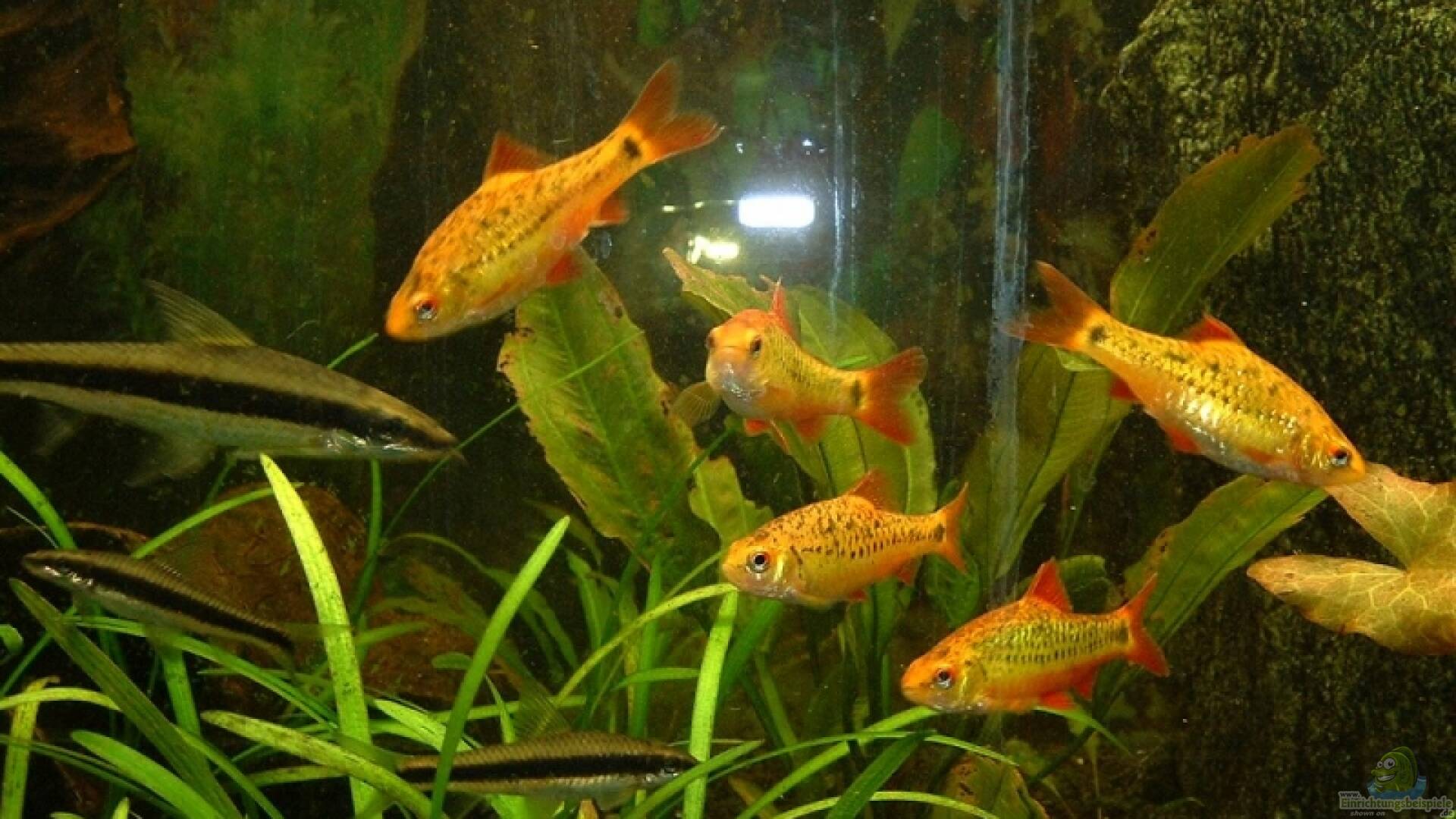 Welche Fische Vertragen Sich Mit Barben