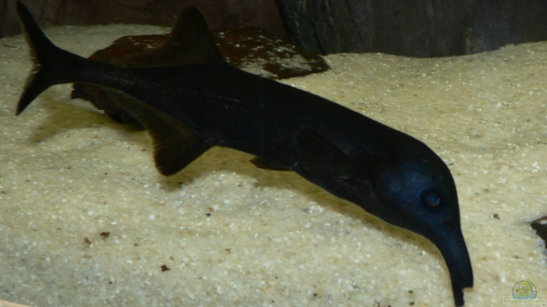 Campylomormyrus rhynchophorus LangnasenNilhecht