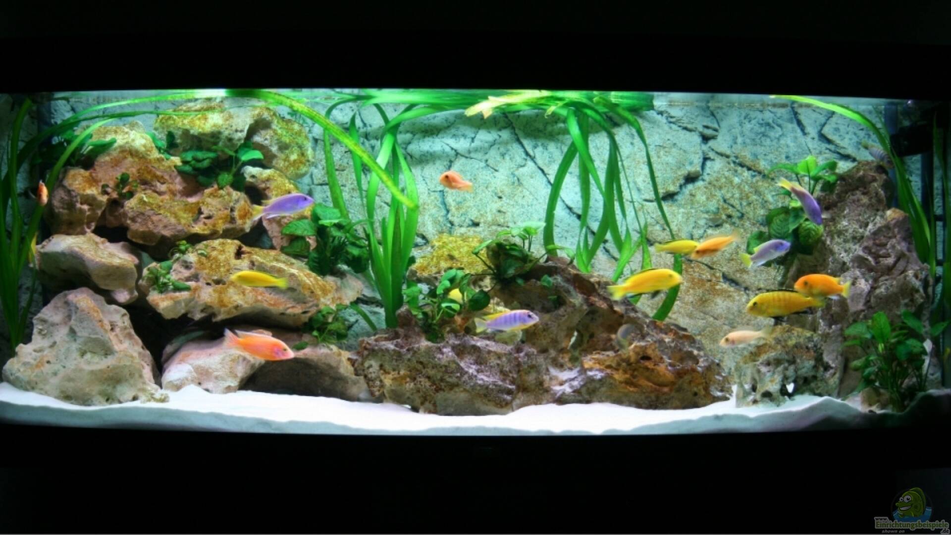 Juwel Vision Alle Wichtigen Infos