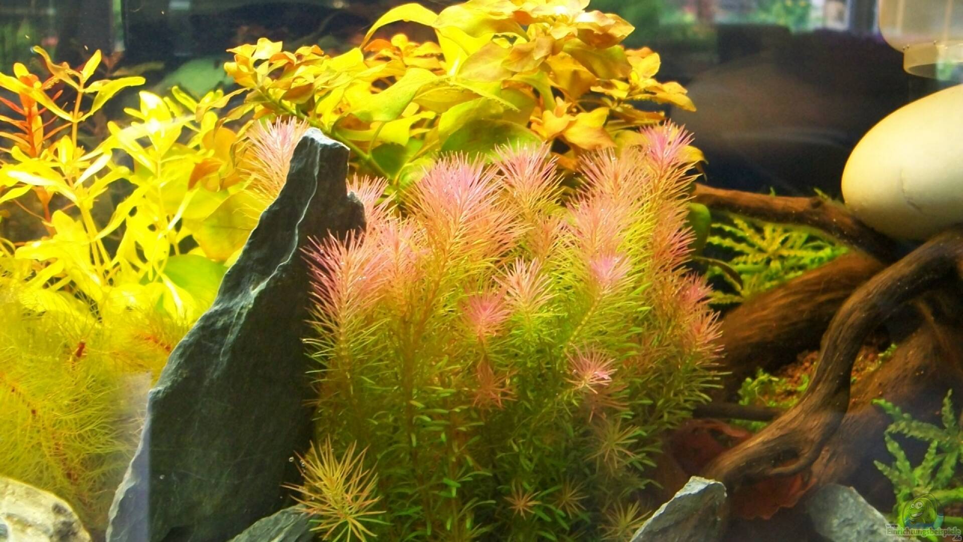Rotala wallichii Alle wichtigen Infos