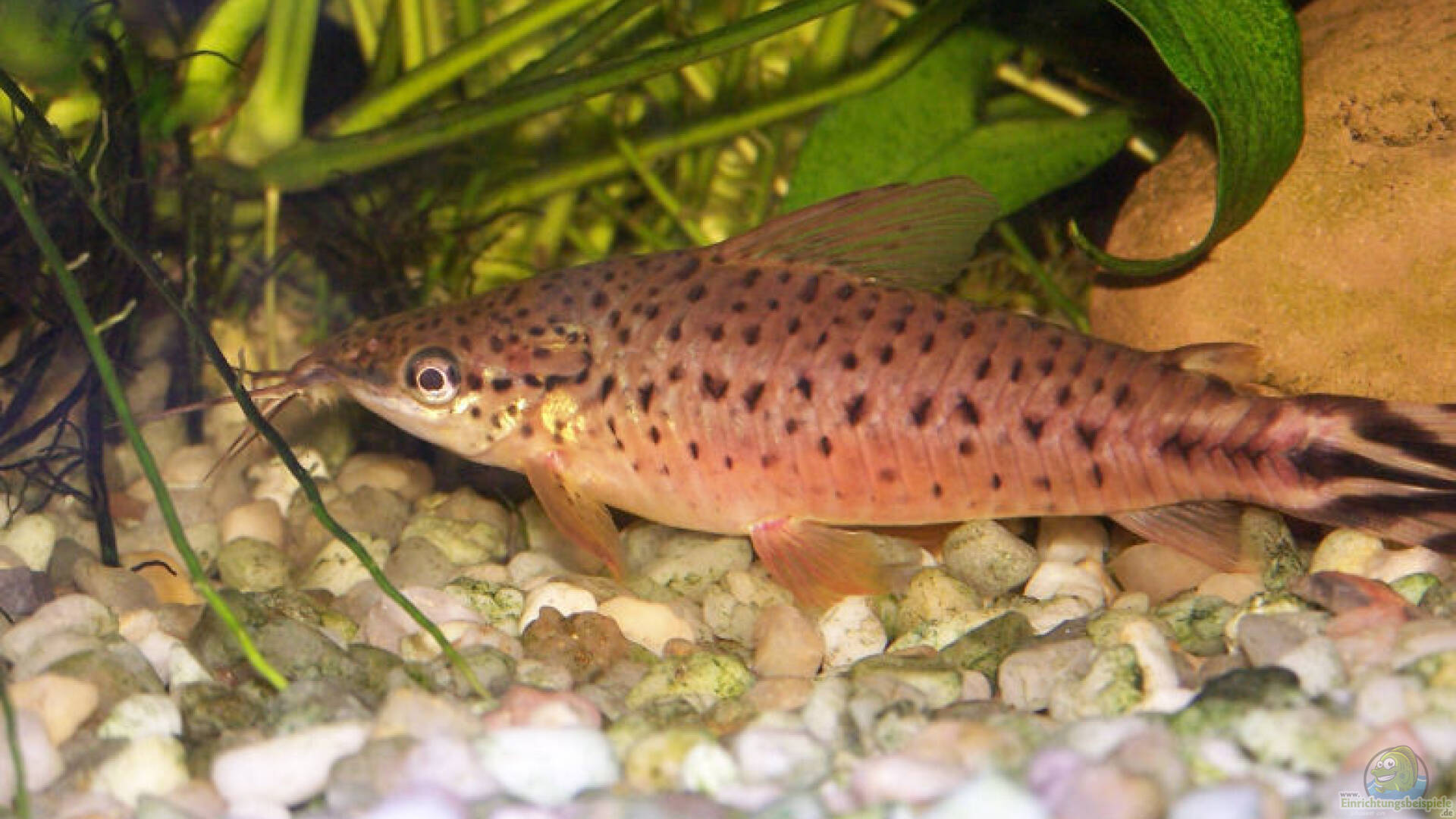 Megalechis Thoracata Schwielenwels Alle Infos Megalechis Thoracata Schwielenwels Alle Infos