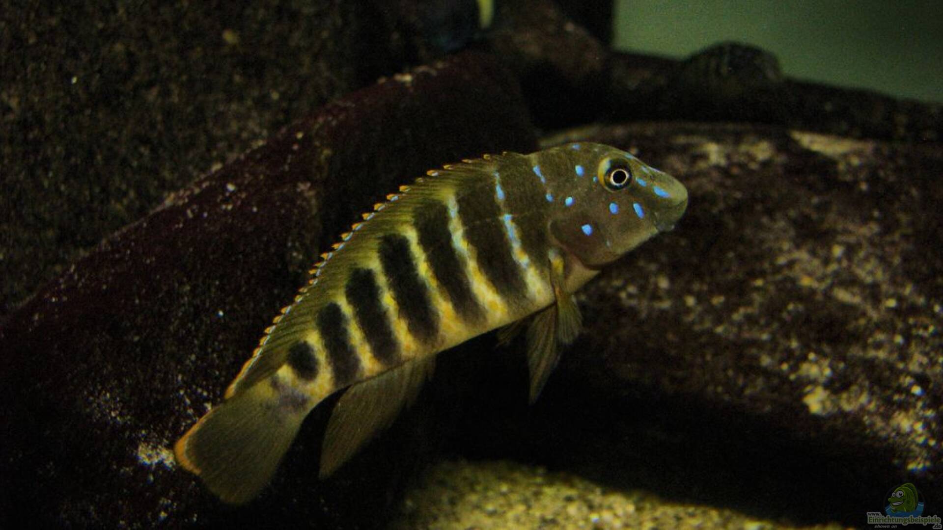 Eretmodus cyanostictus Gestreifter Grundelbuntbarsch