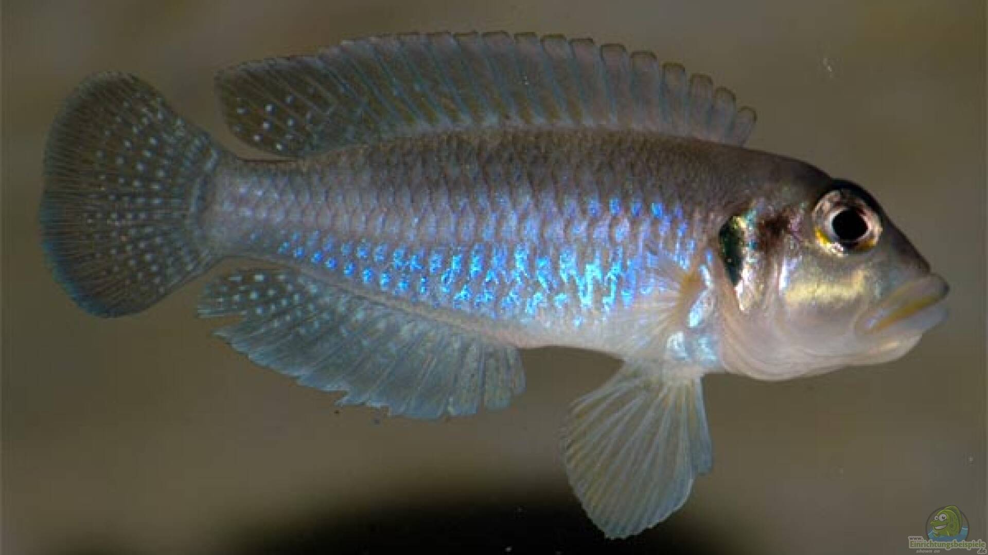 Lamprologus Alle wichtigen Infos