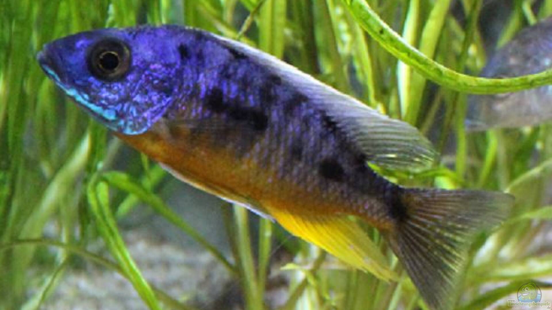 Protomelas spilonotus: Alle wichtigen Infos