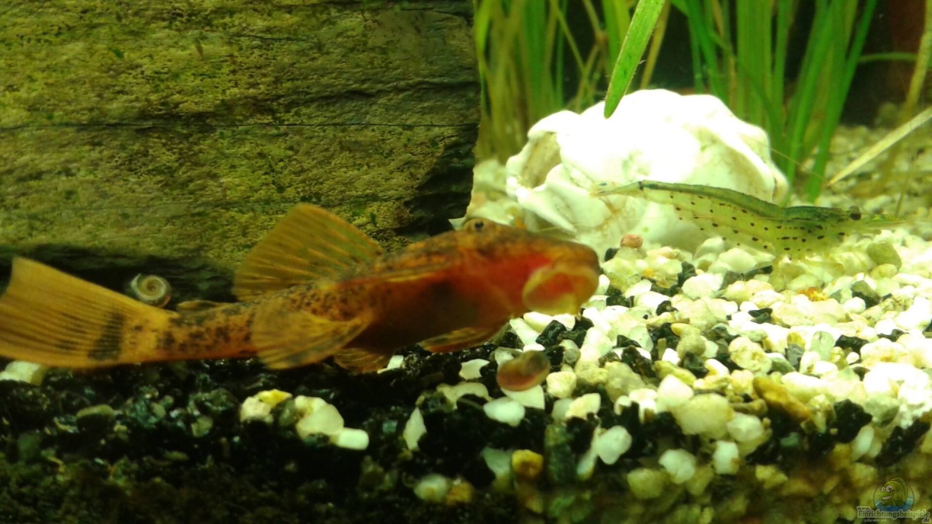 Welse Alle wichtigen Infos