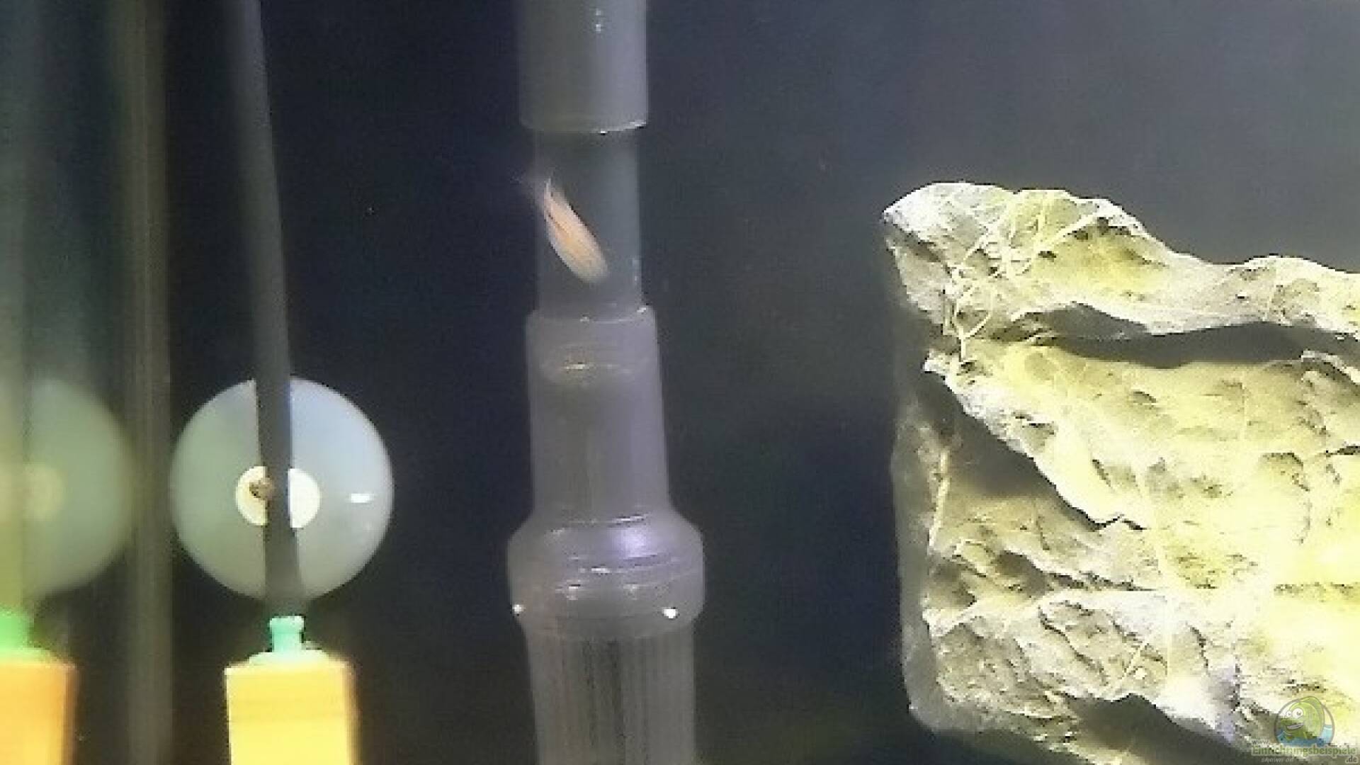 BioCO2Anlage BioCO2 Alle wichtigen Infos