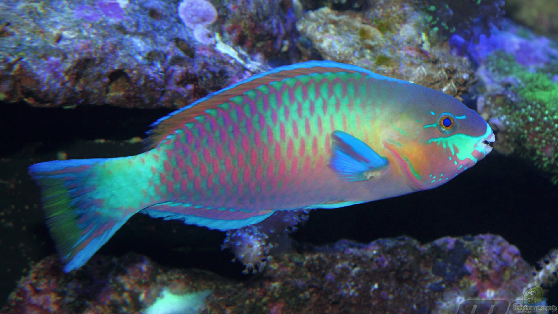 Scarus Quoyi Gr nfleck Papageifisch Alle Infos scarus-quoyi-gr-nfleck-papageifisch-alle-infos