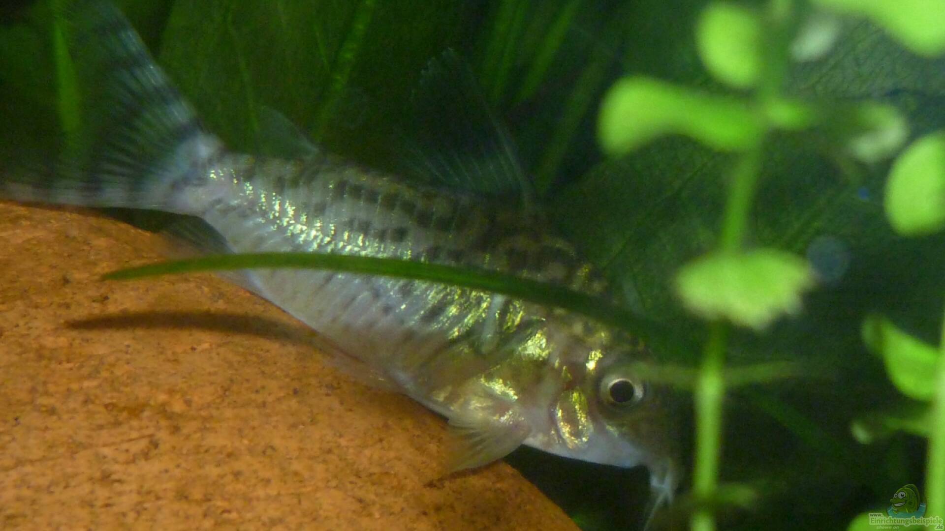 Corydoras reticulatus NetzPanzerwels Alle Infos