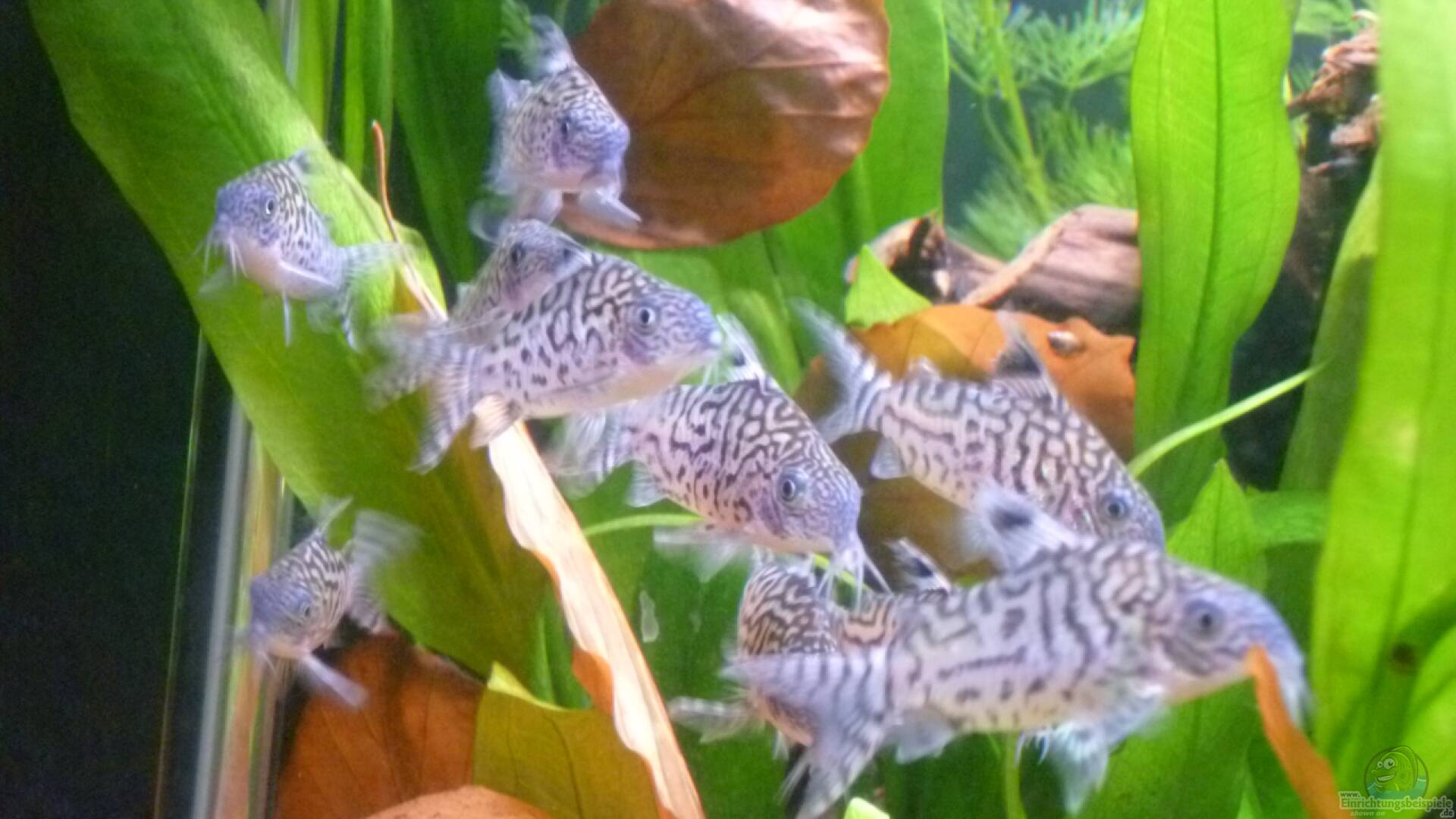 Corydoras reticulatus NetzPanzerwels Alle Infos