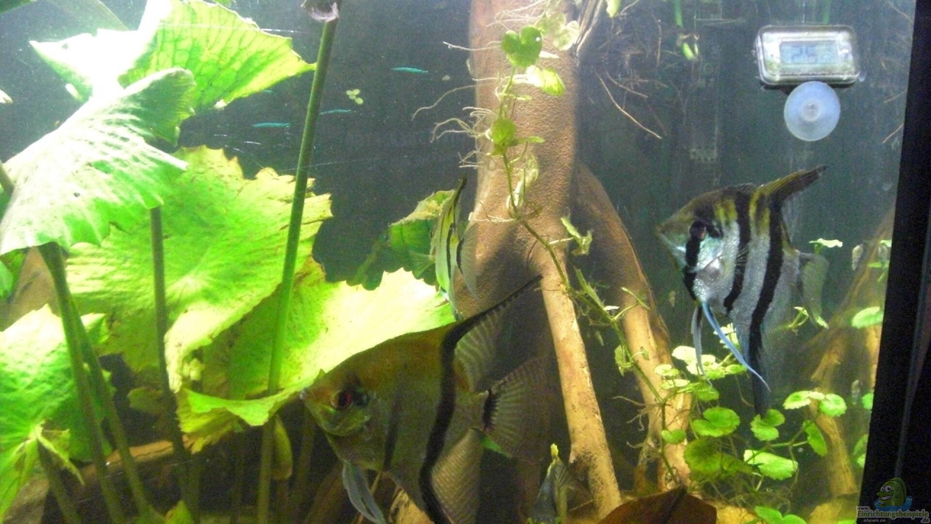 Talawa Wood Talawa Holz Alle wichtigen Infos