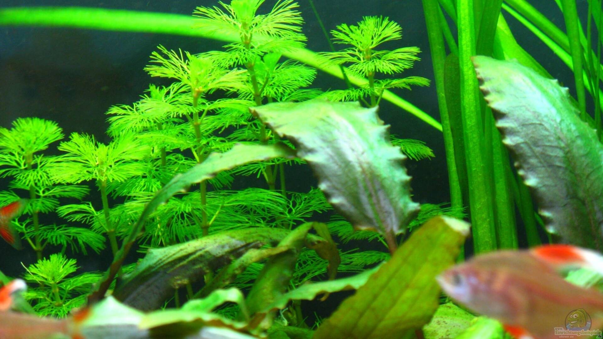 Cabomba caroliniana Grüne Haarnixe Alle Infos
