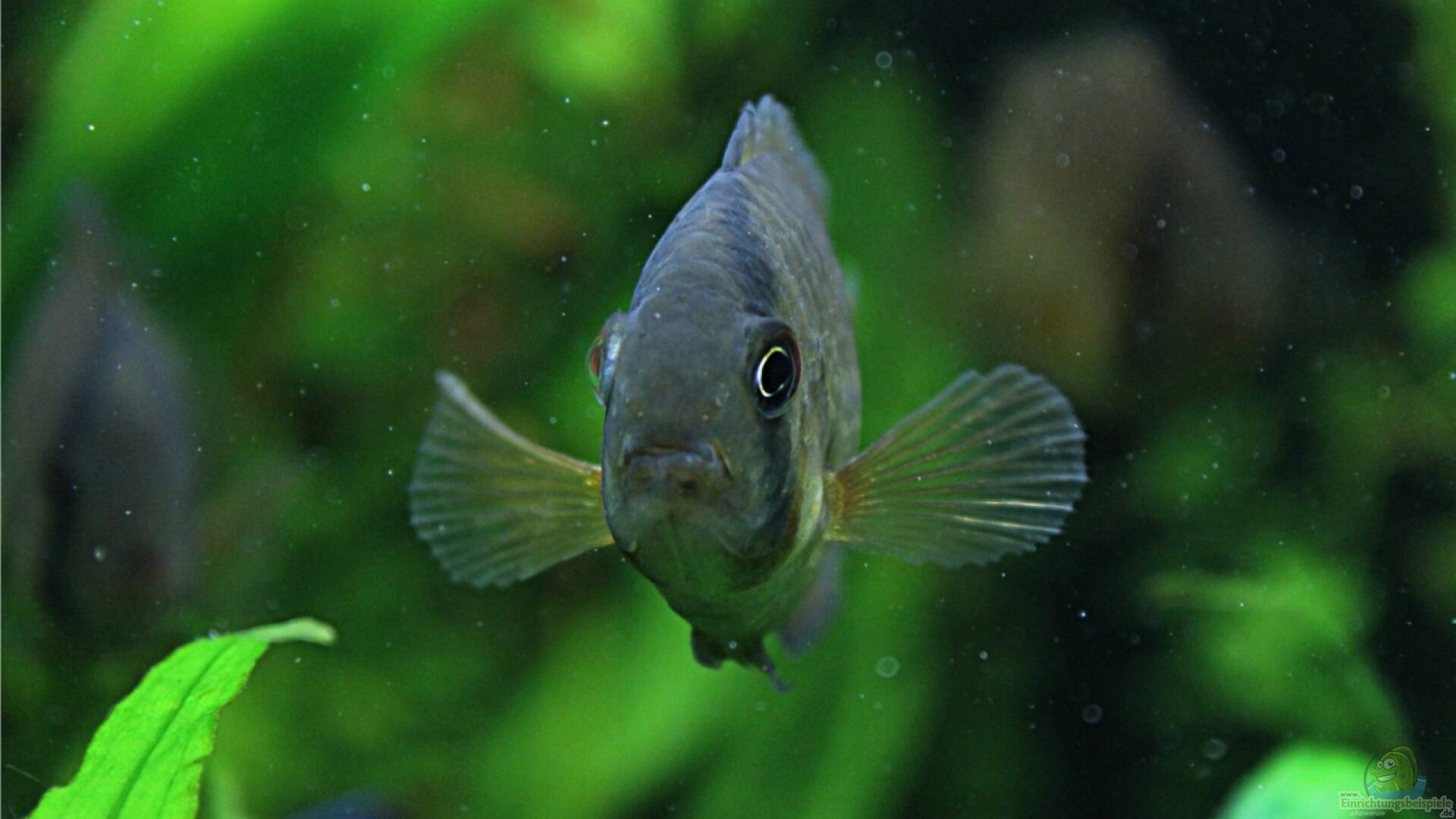 Cleithracara maronii Maronibuntbarsche Alle Infos