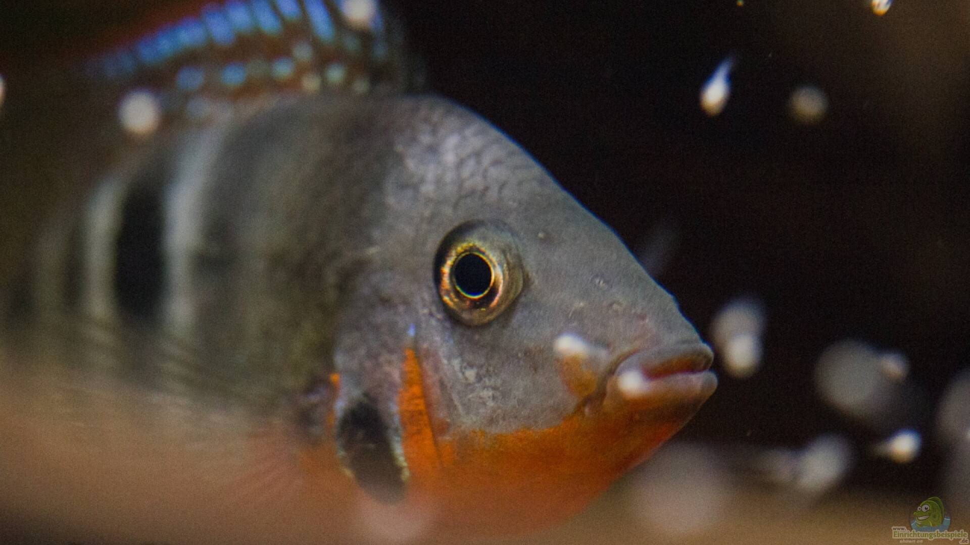 Thorichthys meeki Feuermaulbuntbarsch Alle Infos