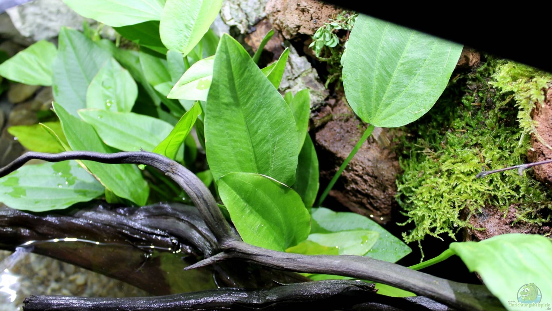Echinodorus argentinensis Argentinischer Froschlöffel