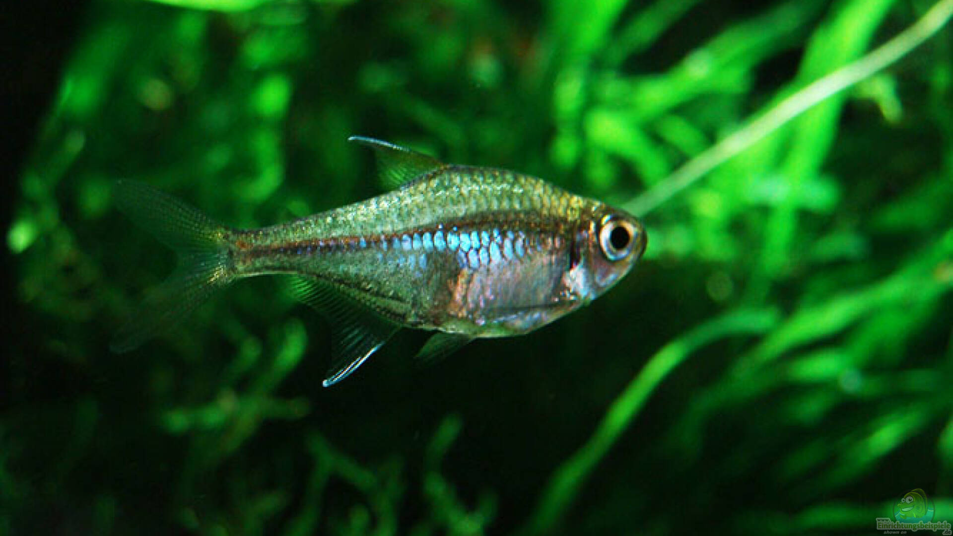 Hemigrammus rodwayi Goldtetra Alle wichtigen Infos