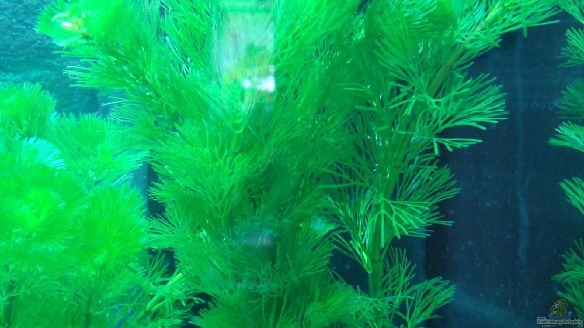 Cabomba caroliniana Grüne Haarnixe Alle Infos