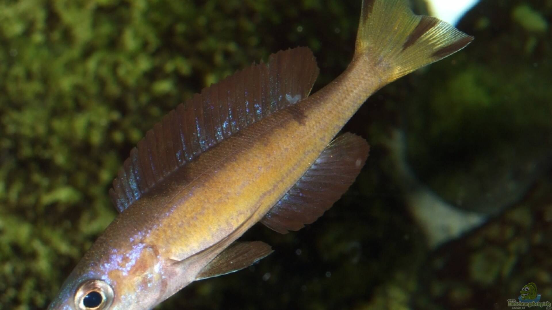 Cyprichromis microlepidotus Alle wichtigen Infos