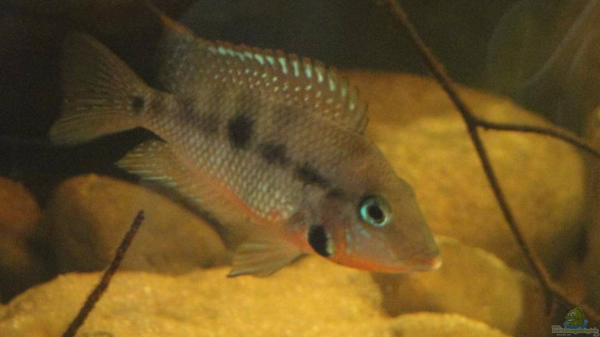 Thorichthys meeki Feuermaulbuntbarsch Alle Infos