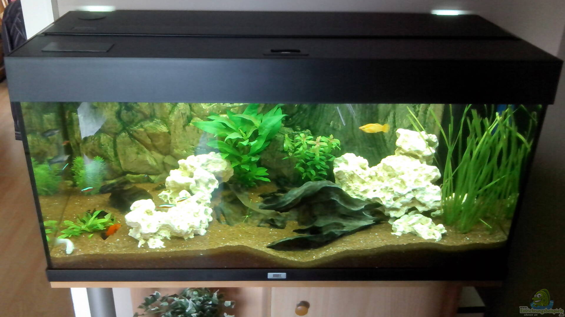 Juwel Rio Alle wichtigen Infos