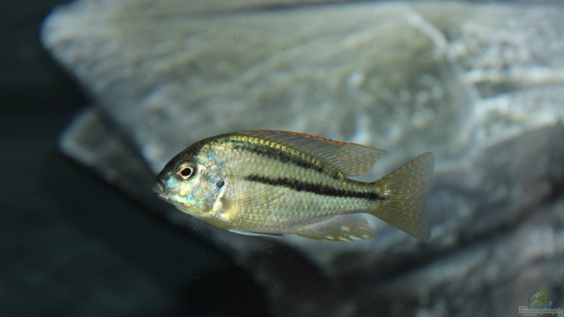 Chilotilapia rhoadesii Alle wichtigen Infos