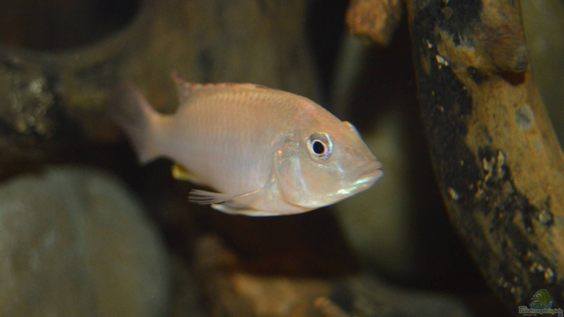 Ctenochromis polli Haplochromis polli Alle Infos