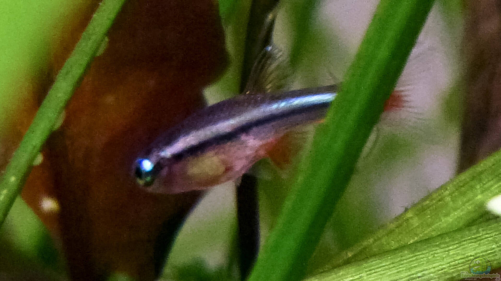 Tanichthys albonubes Kardinalfisch Alle Infos