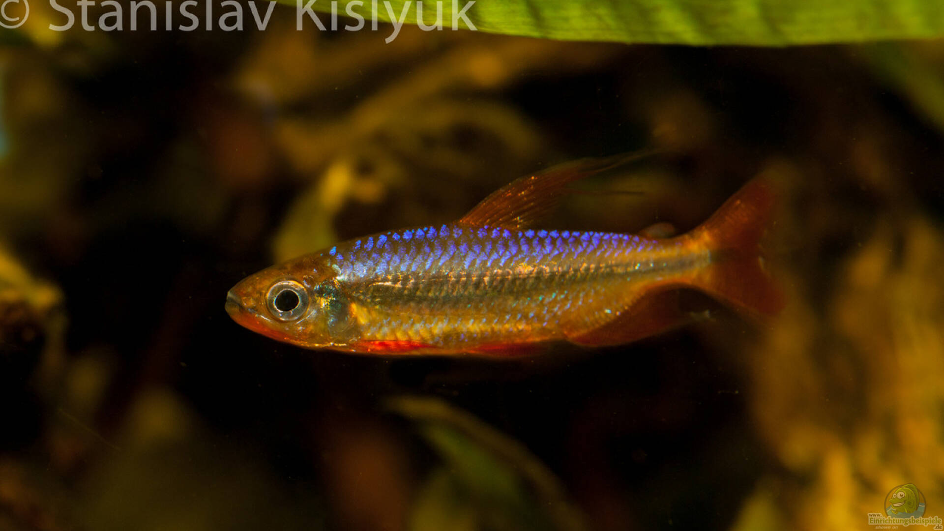 Alestopetersius brichardi Roter Kongosalmler