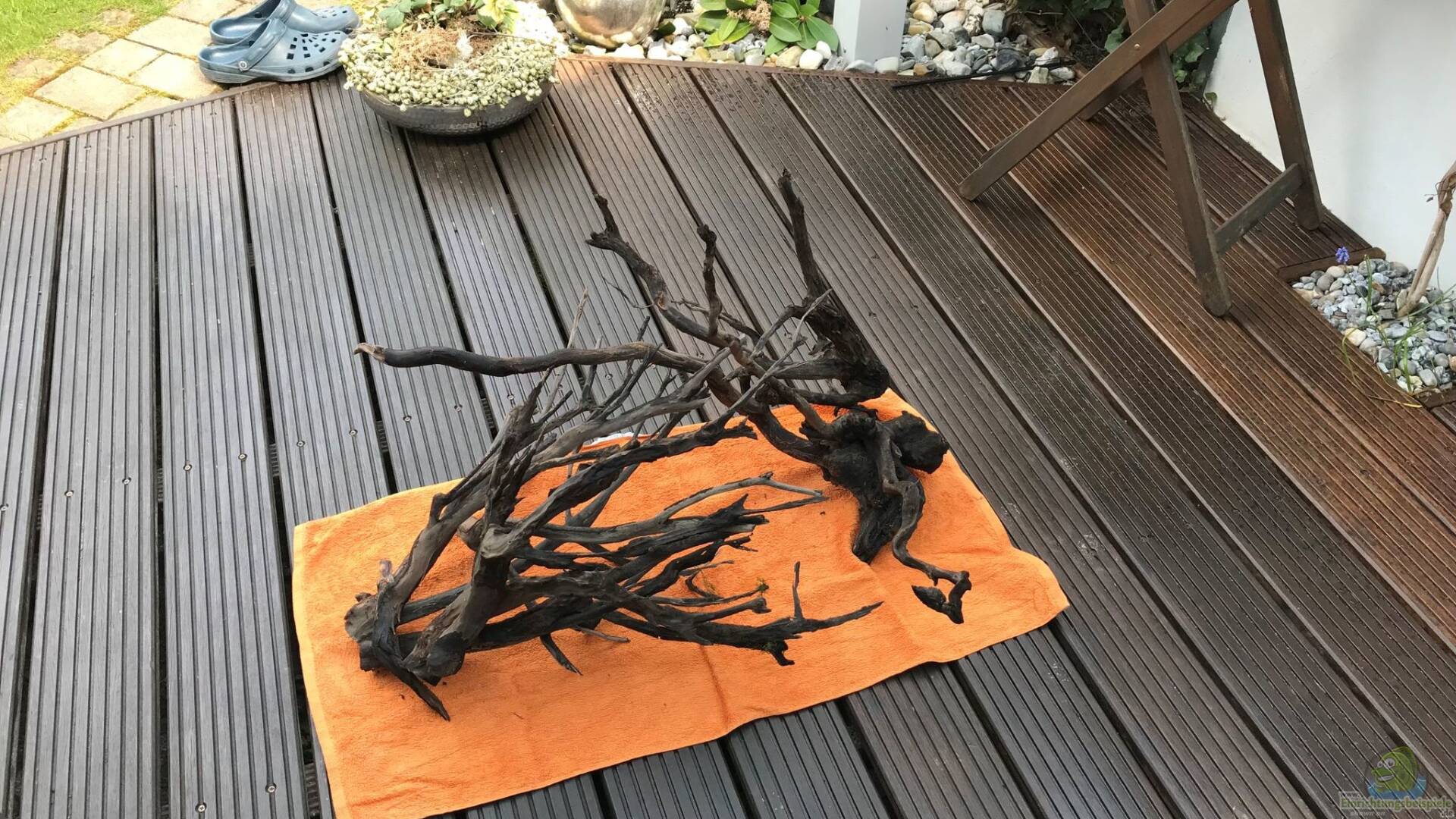 Talawa Wood Talawa Holz Alle wichtigen Infos