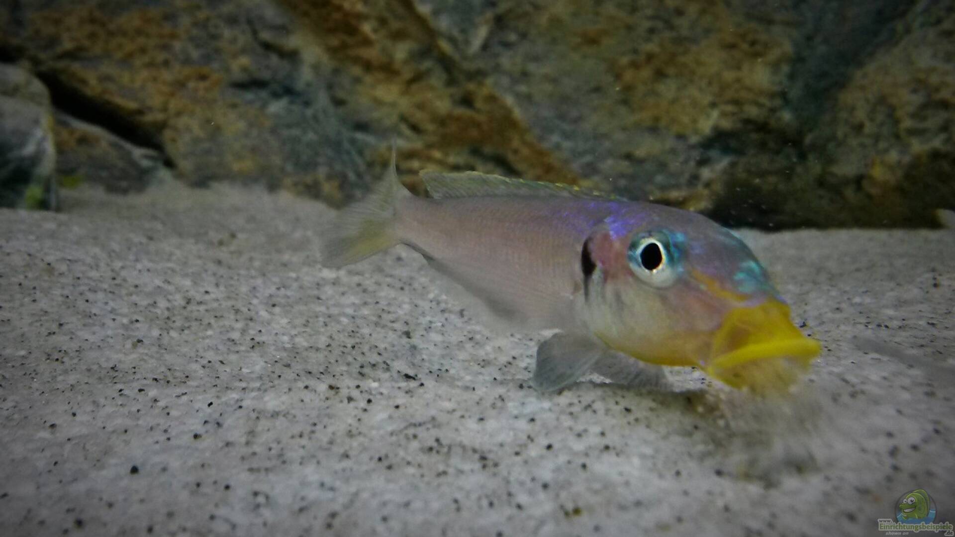 Sand Alle wichtigen Infos Einrichtungsbeispiele