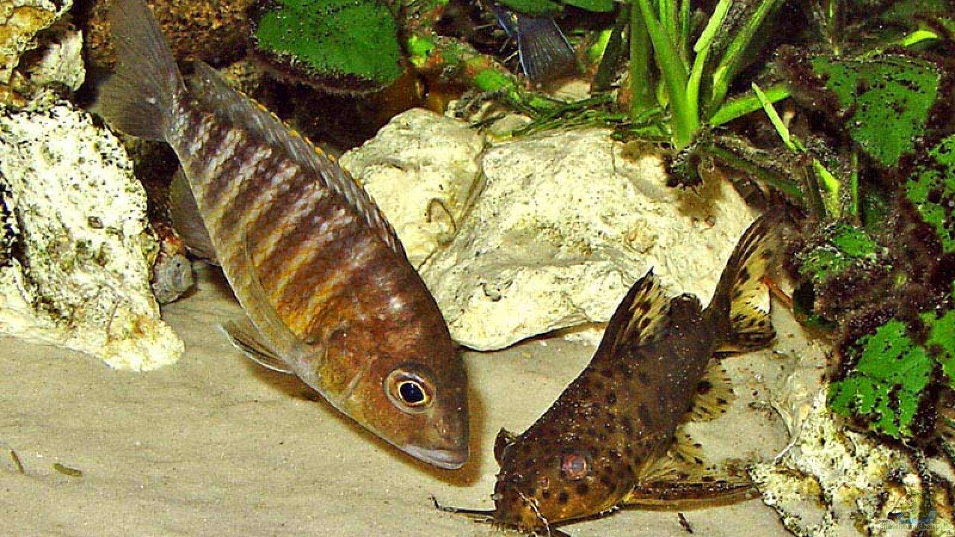 Aulonocara sp. ´red rubin´ Red Rubin