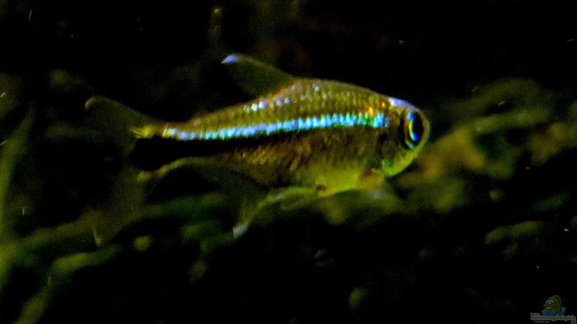 Hemigrammus microstomus