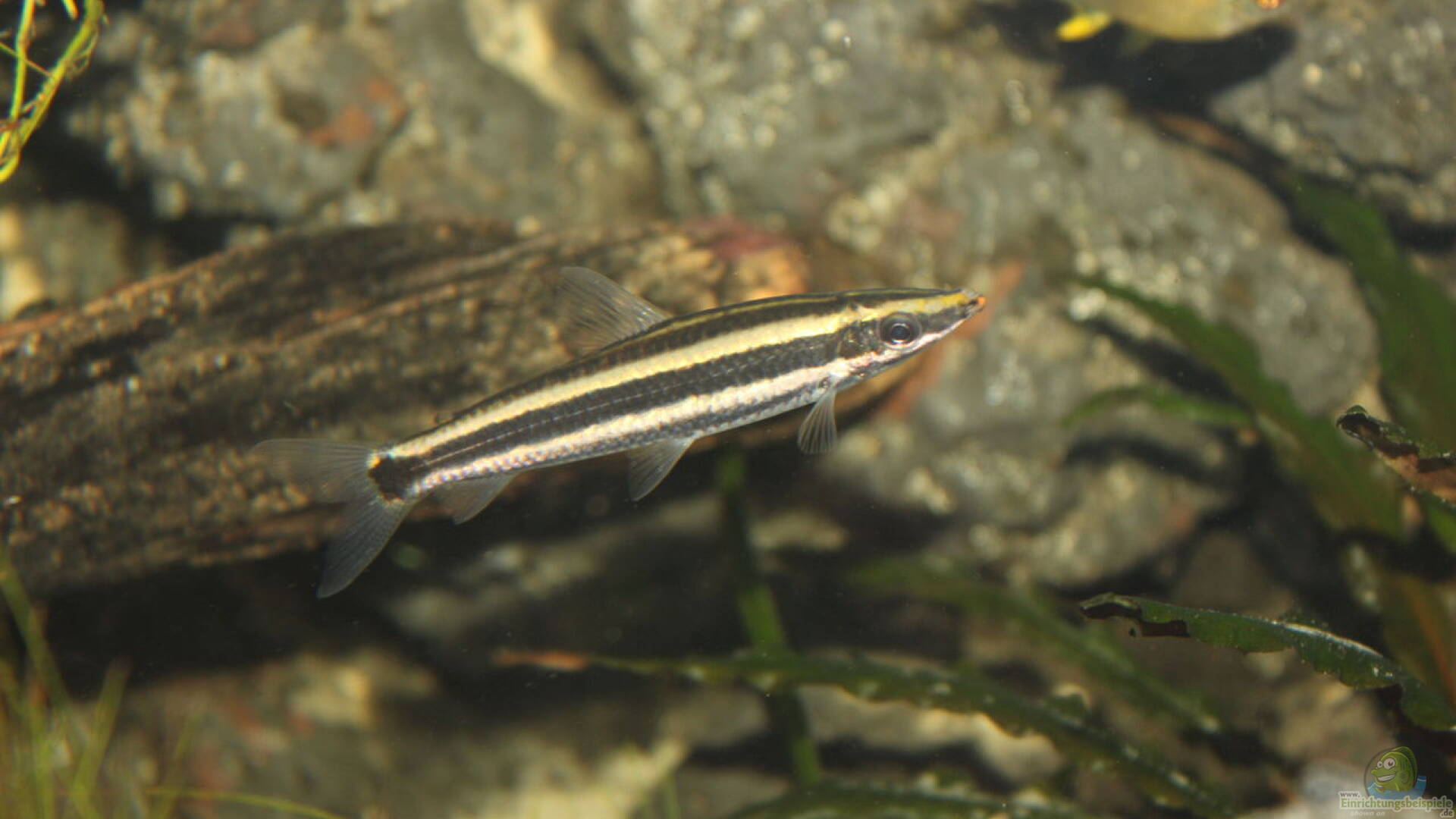 Anostomus anostomus Prachtkopfsteher Alle Infos