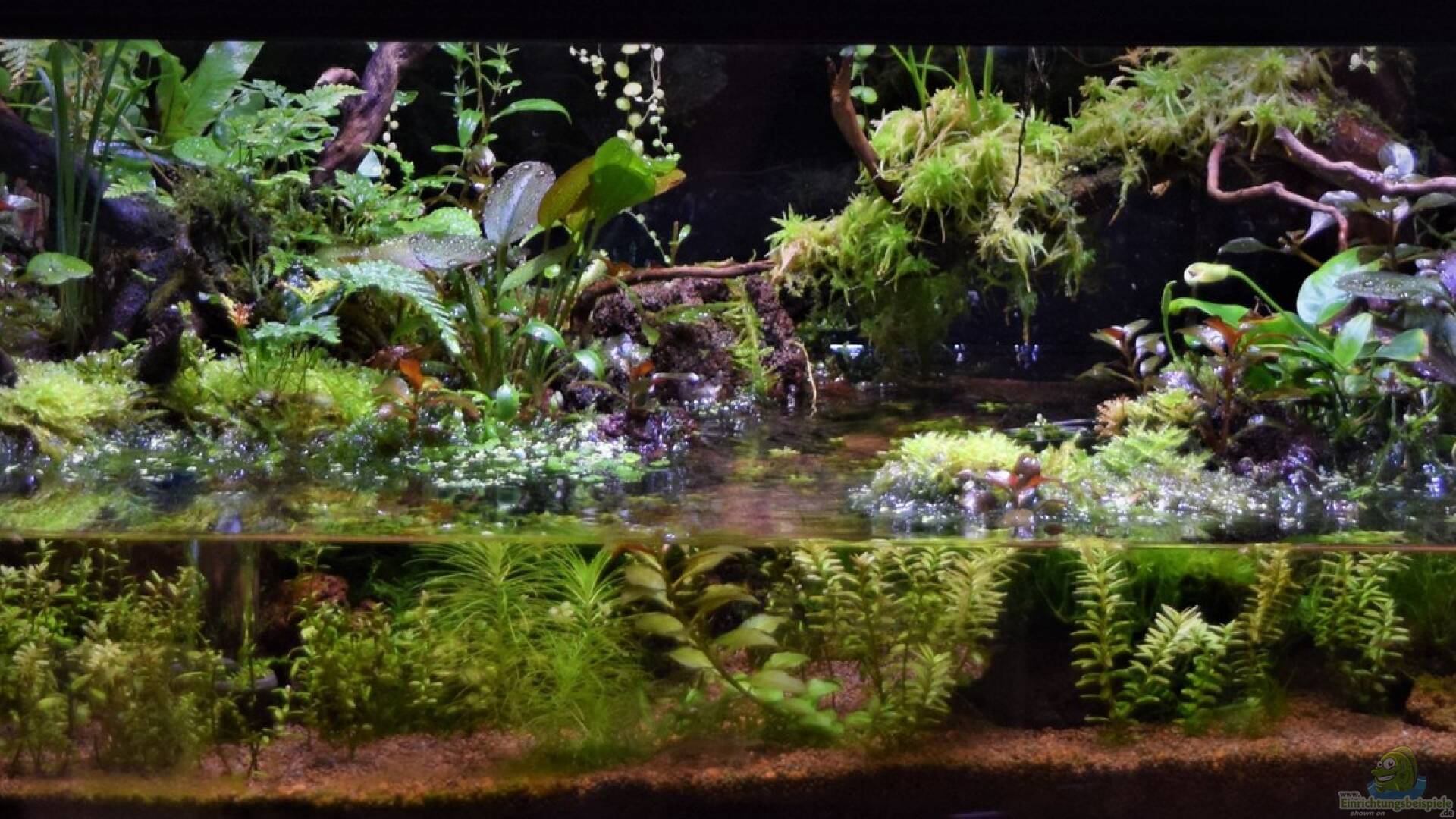 Paludarium Alle wichtigen Infos