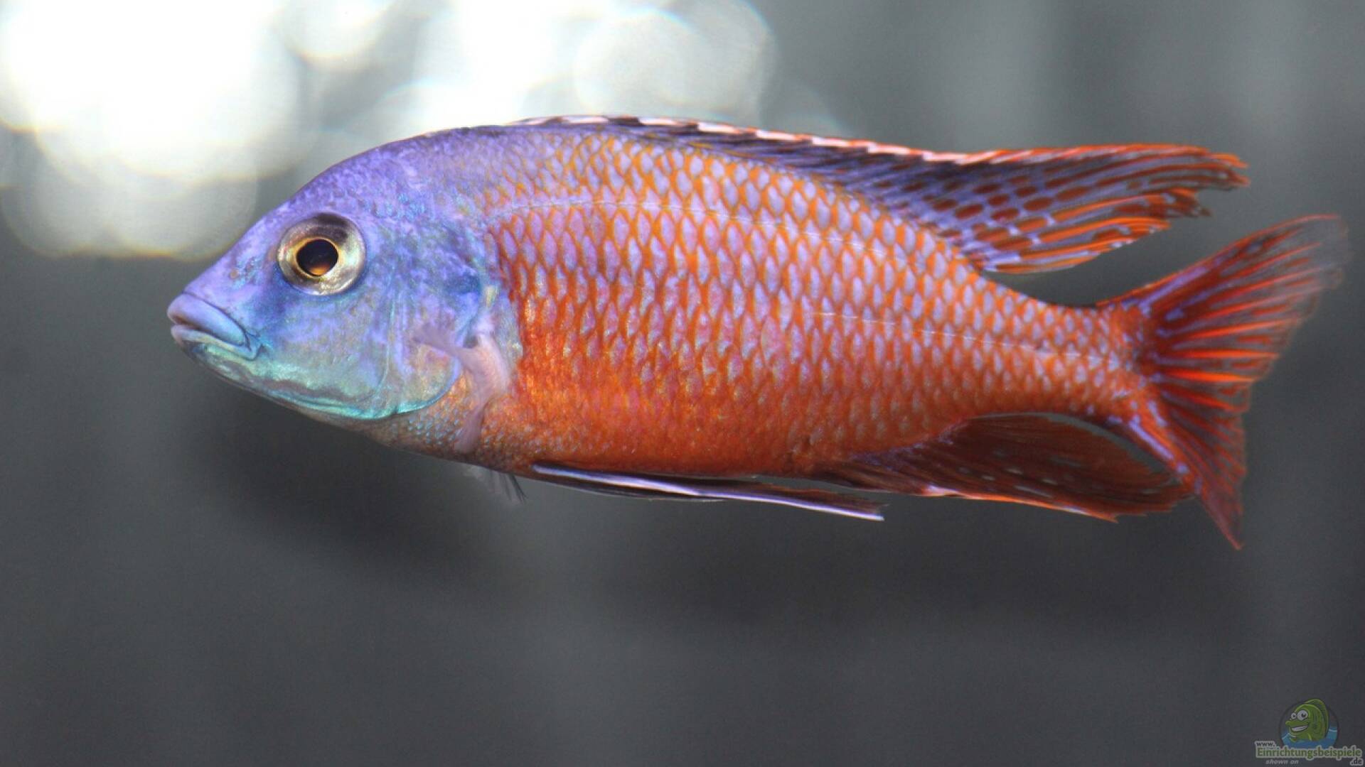 Protomelas taeniolatus Alle wichtigen Infos